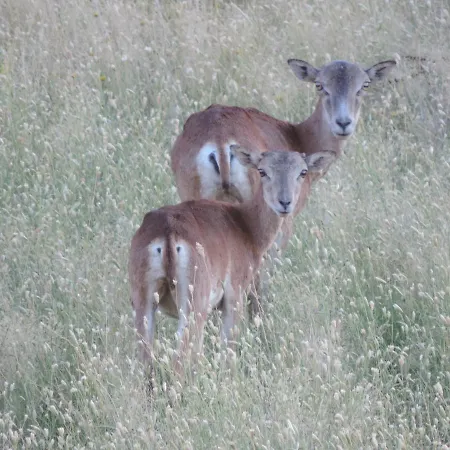 Barbancho Apartament Casar de Cáceres