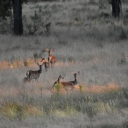 Barbancho Apartament