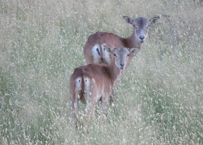 Barbancho Apartament Casar de Cáceres
