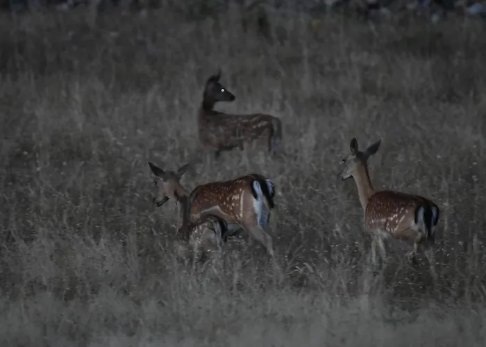 Barbancho Apartament Casar de Cáceres